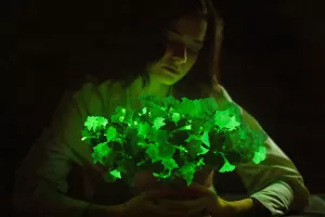 Genetski uređene petunije proizvode neonsko zelenu nijansu zahvaljujući dodatku DNK iz vrste bioluminiscentne gljive nazvane Neonothopanus nambi koja se obično nalazi u tropskim &scaron;umama