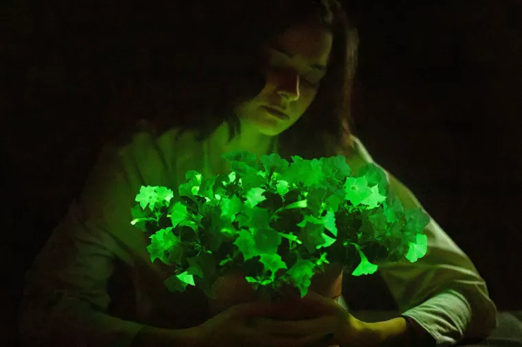 Genetski uređene petunije proizvode neonsko zelenu nijansu zahvaljujući dodatku DNK iz vrste bioluminiscentne gljive nazvane Neonothopanus nambi koja se obično nalazi u tropskim &scaron;umama