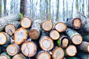 Vjerovali ili ne, Hrvatske &scaron;ume prvi put imaju vi&scaron;ak trupaca