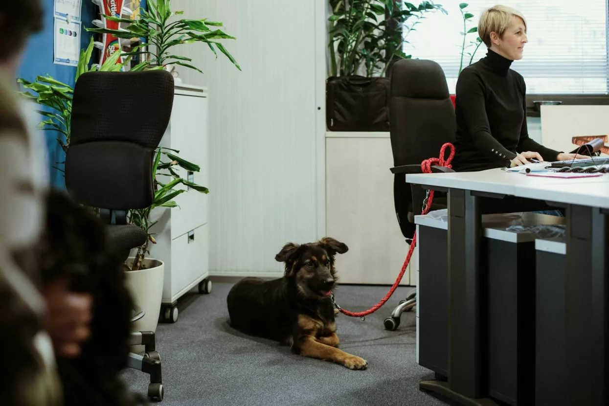 Pet friendly ured