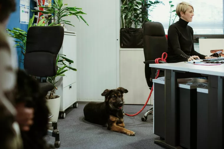 Pet friendly ured