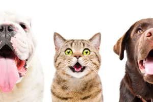 Uzlet animalnog trži&scaron;ta: Ne &scaron;tedi se na kućnim ljubimcima