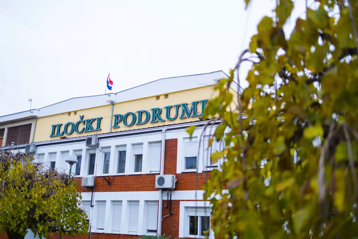 Iločki podrumi