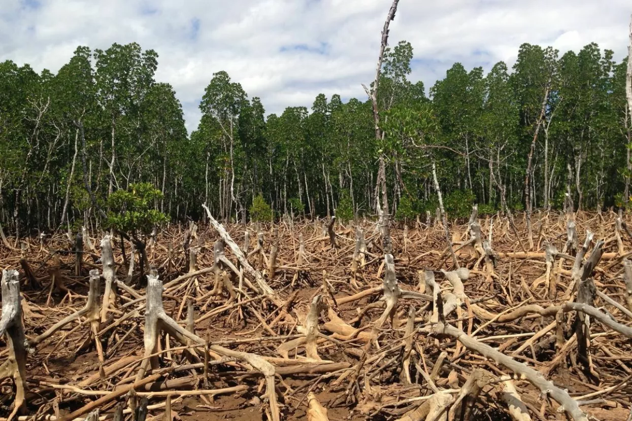 Deforestacija (smanjene udjela &scaron;umskog pokrova, najče&scaron;će zbog požara ili sječe) i degradacija &scaron;uma (smanjenje ili gubitak biolo&scaron;ke ili ekonomske produktivnosti i složenosti &scaron;umskih ekosustava &scaron;to rezultira smanjenom ukupnom opskrbom dobrobiti od &scaron;uma, kao &scaron;to je drvo ili bioraznolikost) problemi su koje Europska unija poku&scaron;ava rije&scaron;iti jo&scaron; jednom uredbom