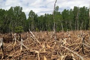 Deforestacija (smanjene udjela &scaron;umskog pokrova, najče&scaron;će zbog požara ili sječe) i degradacija &scaron;uma (smanjenje ili gubitak biolo&scaron;ke ili ekonomske produktivnosti i složenosti &scaron;umskih ekosustava &scaron;to rezultira smanjenom ukupnom opskrbom dobrobiti od &scaron;uma, kao &scaron;to je drvo ili bioraznolikost) problemi su koje Europska unija poku&scaron;ava rije&scaron;iti jo&scaron; jednom uredbom