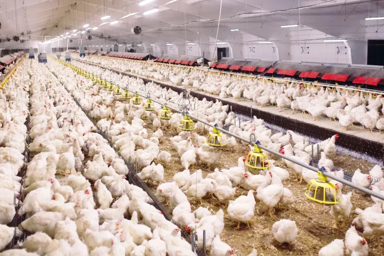 farma, pilići, uzgoj pilića