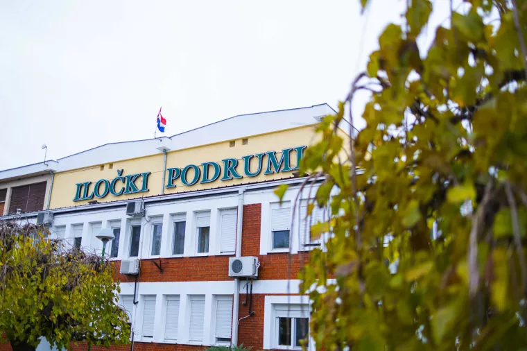 Iločki podrumi