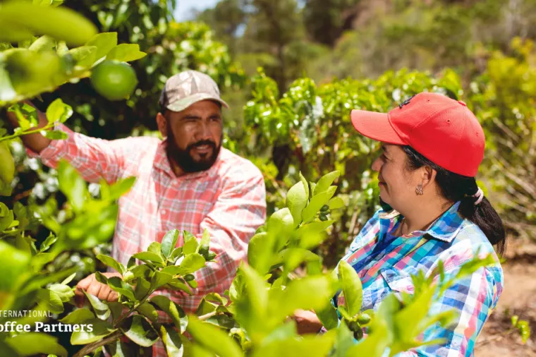 International Coffee Partners, kava