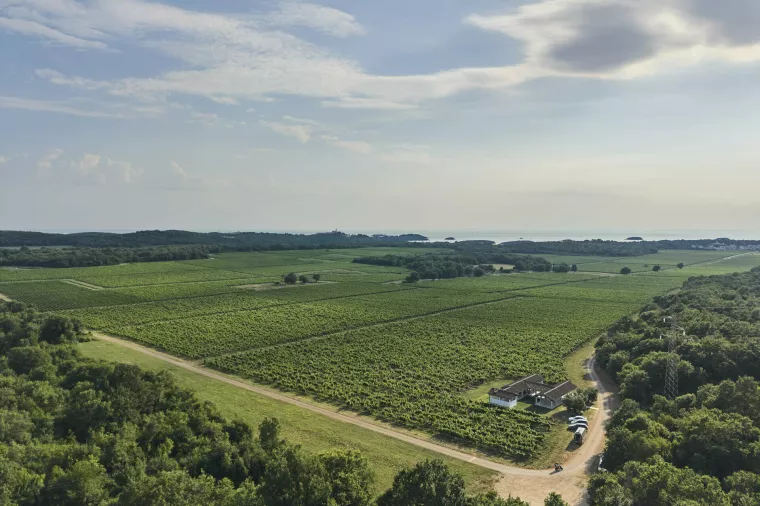 Agrolaguna vinograd