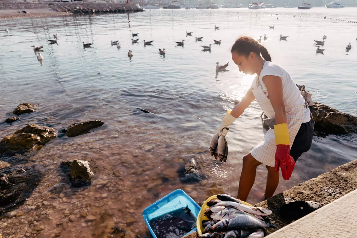 PRIMOSTEN, CROATIA &ndash; SEPTEMBER 5, 2026A foreign worker handles fresh fish on the waterfront in Primosten, Croatia, during the summer tourist season