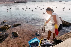 PRIMOSTEN, CROATIA &ndash; SEPTEMBER 5, 2026A foreign worker handles fresh fish on the waterfront in Primosten, Croatia, during the summer tourist season